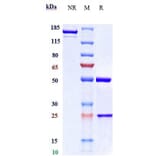 SDS-PAGE - Pamrevlumab Biosimilar - Anti-CTGF Antibody - Low endotoxin, Azide free (A323649) - Antibodies.com