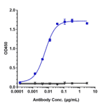 ELISA - Pamrevlumab Biosimilar - Anti-CTGF Antibody - Low endotoxin, Azide free (A323649) - Antibodies.com