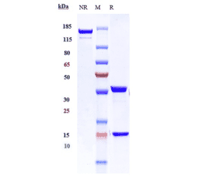 SDS-PAGE - Parsatuzumab Biosimilar - Anti-EGFL7 Antibody - Low endotoxin, Azide free (A323650) - Antibodies.com