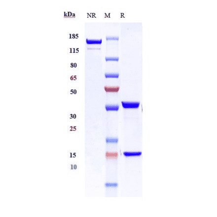 SDS-PAGE - Parsatuzumab Biosimilar - Anti-EGFL7 Antibody - Low endotoxin, Azide free (A323650) - Antibodies.com