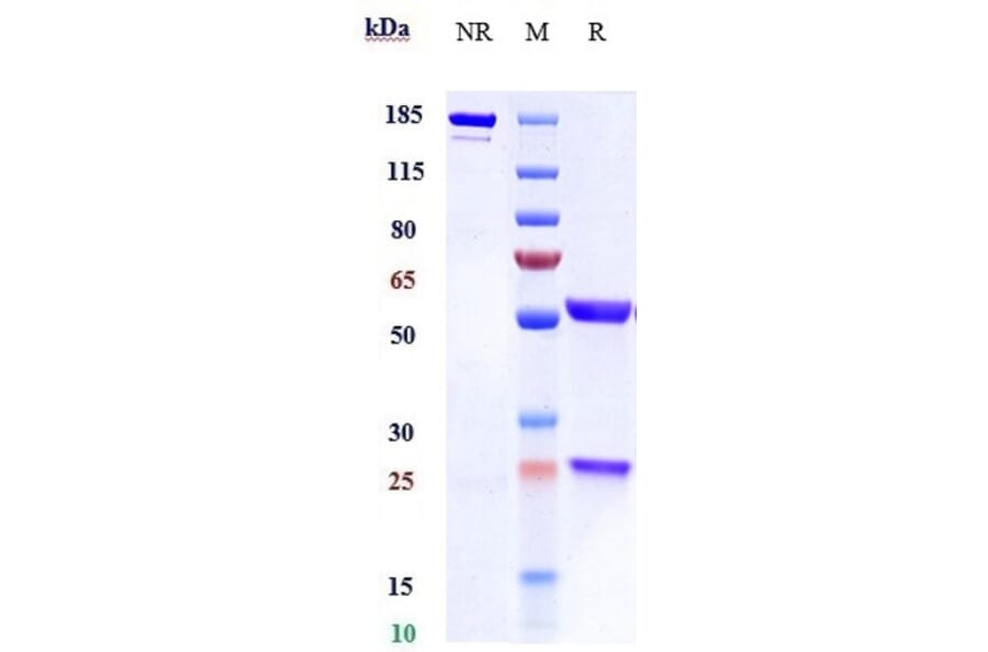 SDS-PAGE - Pascolizumab Biosimilar - Anti-IL-4 Antibody - Low endotoxin, Azide free (A323651) - Antibodies.com
