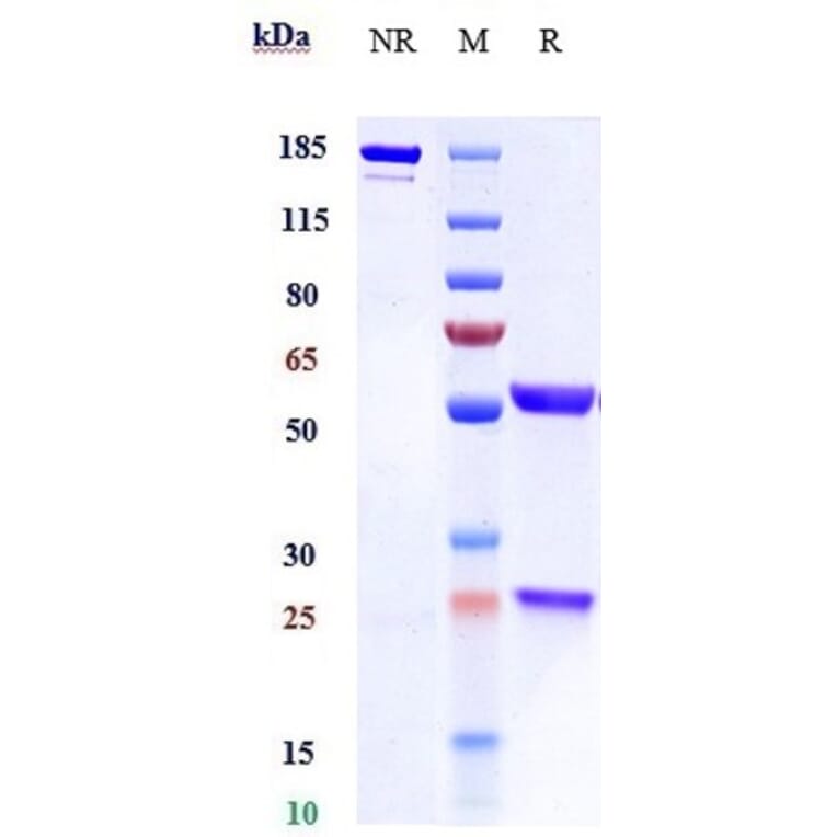 SDS-PAGE - Pascolizumab Biosimilar - Anti-IL-4 Antibody - Low endotoxin, Azide free (A323651) - Antibodies.com