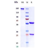 SDS-PAGE - Pascolizumab Biosimilar - Anti-IL-4 Antibody - Low endotoxin, Azide free (A323651) - Antibodies.com