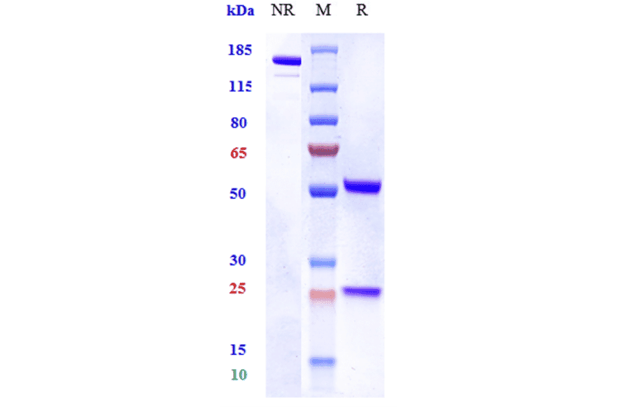 SDS-PAGE - Pateclizumab Biosimilar - Anti-TNF beta Antibody - Low endotoxin, Azide free (A323652) - Antibodies.com