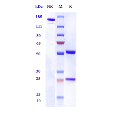 SDS-PAGE - Pateclizumab Biosimilar - Anti-TNF beta Antibody - Low endotoxin, Azide free (A323652) - Antibodies.com