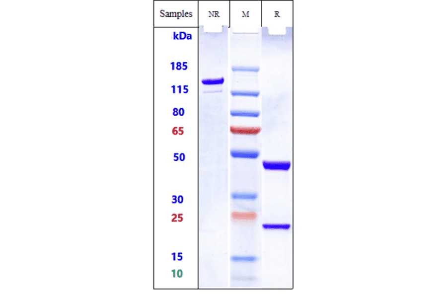 SDS-PAGE - Pelgifatamab Biosimilar - Anti-PSMA Antibody - Low endotoxin, Azide free (A323656) - Antibodies.com