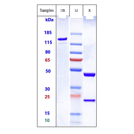 SDS-PAGE - Pelgifatamab Biosimilar - Anti-PSMA Antibody - Low endotoxin, Azide free (A323656) - Antibodies.com
