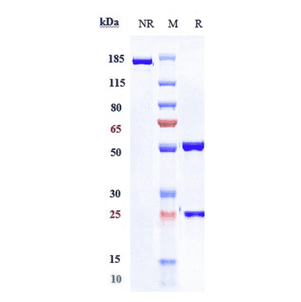 SDS-PAGE - Pembrolizumab Biosimilar - Anti-PD1 Antibody - Low endotoxin, Azide free (A323657) - Antibodies.com