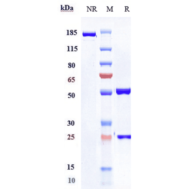 SDS-PAGE - Pembrolizumab Biosimilar - Anti-PD1 Antibody - Low endotoxin, Azide free (A323657) - Antibodies.com