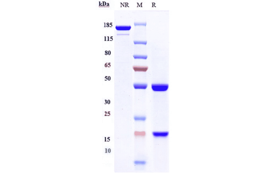 SDS-PAGE - Perakizumab Biosimilar - Anti-IL-17A Antibody - Low endotoxin, Azide free (A323660) - Antibodies.com