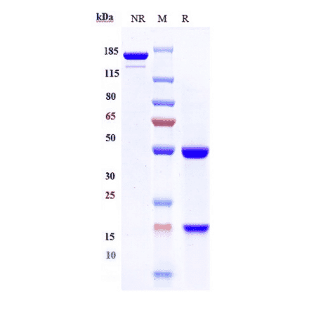 SDS-PAGE - Perakizumab Biosimilar - Anti-IL-17A Antibody - Low endotoxin, Azide free (A323660) - Antibodies.com
