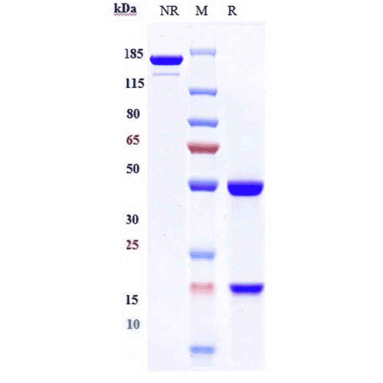 SDS-PAGE - Perakizumab Biosimilar - Anti-IL-17A Antibody - Low endotoxin, Azide free (A323660) - Antibodies.com