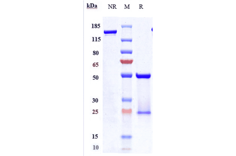 SDS-PAGE - Pertuzumab Biosimilar - Anti-ErbB2/HER2 Antibody - Low endotoxin, Azide free (A323661) - Antibodies.com