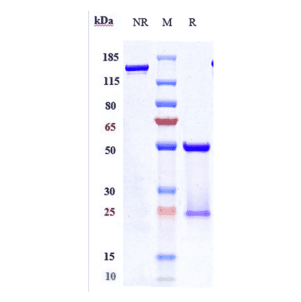 SDS-PAGE - Pertuzumab Biosimilar - Anti-ErbB2/HER2 Antibody - Low endotoxin, Azide free (A323661) - Antibodies.com