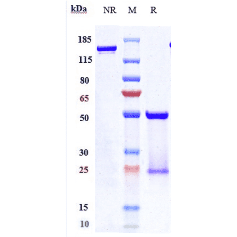 SDS-PAGE - Pertuzumab Biosimilar - Anti-ErbB2/HER2 Antibody - Low endotoxin, Azide free (A323661) - Antibodies.com