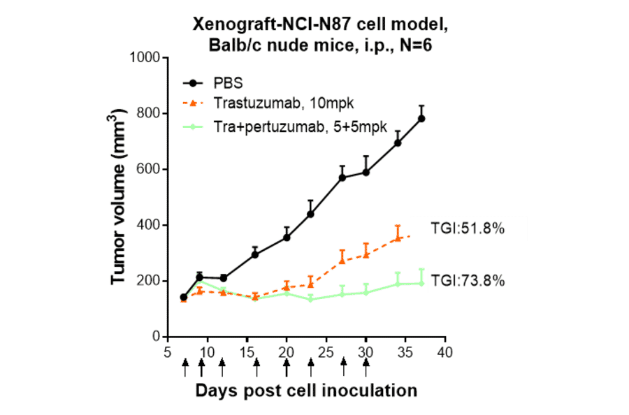 Research in vivo - Pertuzumab Biosimilar - Anti-ErbB2/HER2 Antibody - Low endotoxin, Azide free (A323661) - Antibodies.com
