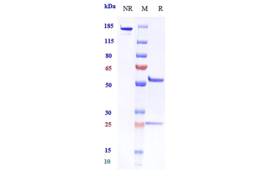 SDS-PAGE - Pidilizumab Biosimilar - Anti-PD1 Antibody - Low endotoxin, Azide free (A323664) - Antibodies.com