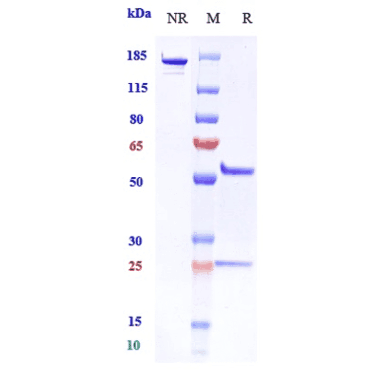 SDS-PAGE - Pidilizumab Biosimilar - Anti-PD1 Antibody - Low endotoxin, Azide free (A323664) - Antibodies.com