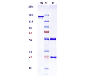 SDS-PAGE - Pinatuzumab Biosimilar - Anti-CD22 Antibody - Low endotoxin, Azide free (A323668) - Antibodies.com