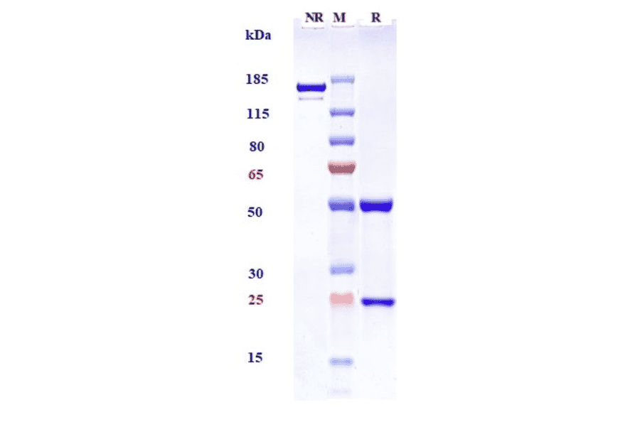 SDS-PAGE - Pinatuzumab Biosimilar - Anti-CD22 Antibody - Low endotoxin, Azide free (A323668) - Antibodies.com