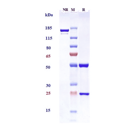 SDS-PAGE - Pinatuzumab Biosimilar - Anti-CD22 Antibody - Low endotoxin, Azide free (A323668) - Antibodies.com
