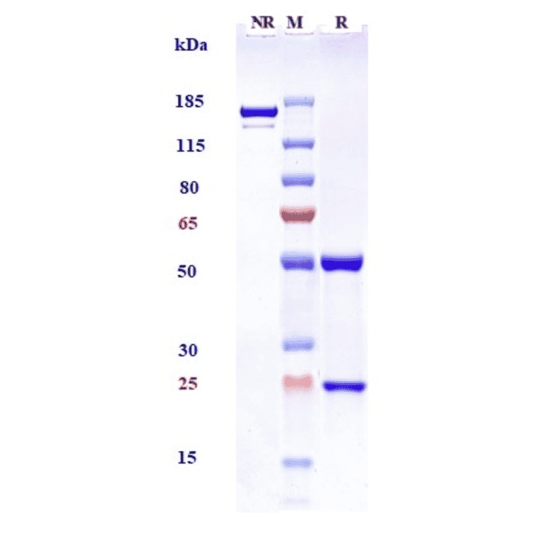 SDS-PAGE - Pinatuzumab Biosimilar - Anti-CD22 Antibody - Low endotoxin, Azide free (A323668) - Antibodies.com