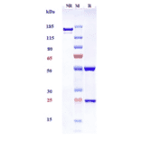 SDS-PAGE - Pinatuzumab Biosimilar - Anti-CD22 Antibody - Low endotoxin, Azide free (A323668) - Antibodies.com