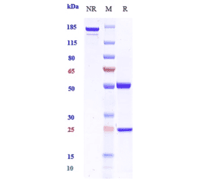SDS-PAGE - Plonmarlimab Biosimilar - Anti-GM-CSF Antibody - Low endotoxin, Azide free (A323669) - Antibodies.com