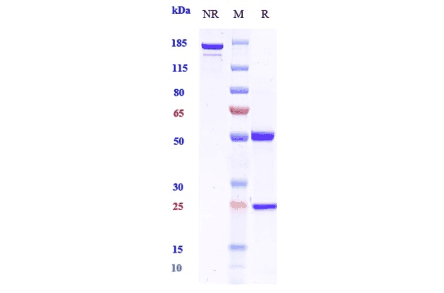 SDS-PAGE - Plonmarlimab Biosimilar - Anti-GM-CSF Antibody - Low endotoxin, Azide free (A323669) - Antibodies.com