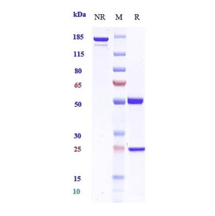 SDS-PAGE - Plonmarlimab Biosimilar - Anti-GM-CSF Antibody - Low endotoxin, Azide free (A323669) - Antibodies.com