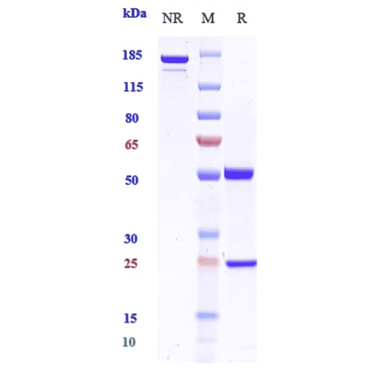 SDS-PAGE - Plonmarlimab Biosimilar - Anti-GM-CSF Antibody - Low endotoxin, Azide free (A323669) - Antibodies.com