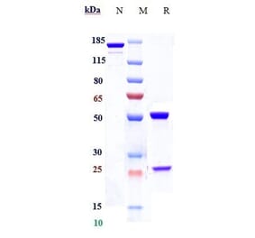 SDS-PAGE - Plozalizumab Biosimilar - Anti-CCR2 Antibody - Low endotoxin, Azide free (A323670) - Antibodies.com