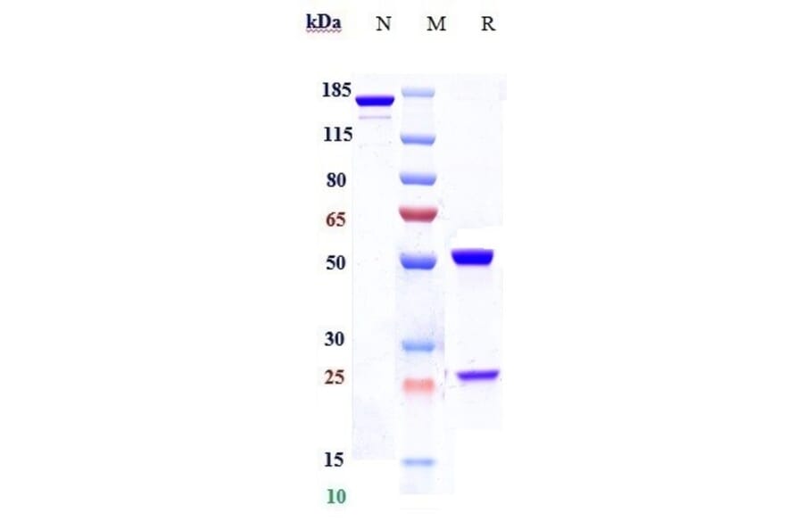 SDS-PAGE - Plozalizumab Biosimilar - Anti-CCR2 Antibody - Low endotoxin, Azide free (A323670) - Antibodies.com