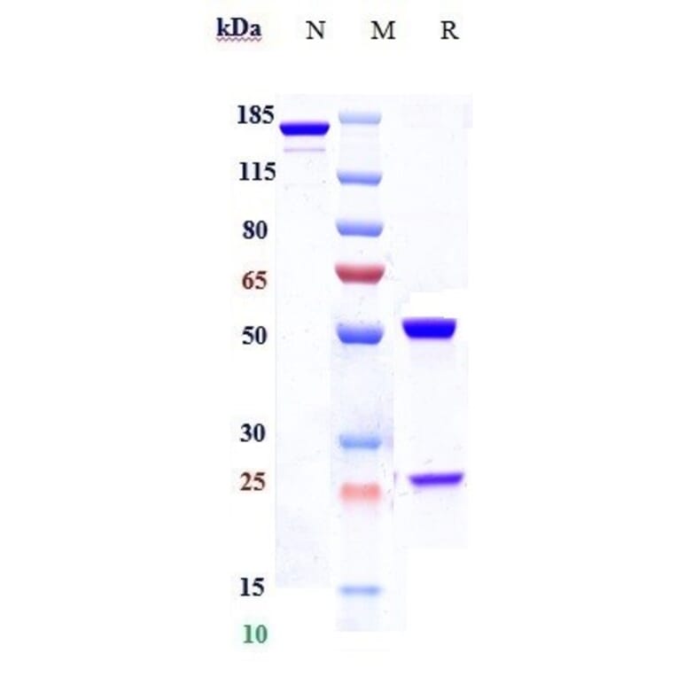 SDS-PAGE - Plozalizumab Biosimilar - Anti-CCR2 Antibody - Low endotoxin, Azide free (A323670) - Antibodies.com