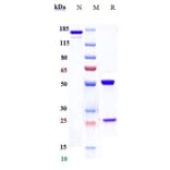SDS-PAGE - Plozalizumab Biosimilar - Anti-CCR2 Antibody - Low endotoxin, Azide free (A323670) - Antibodies.com