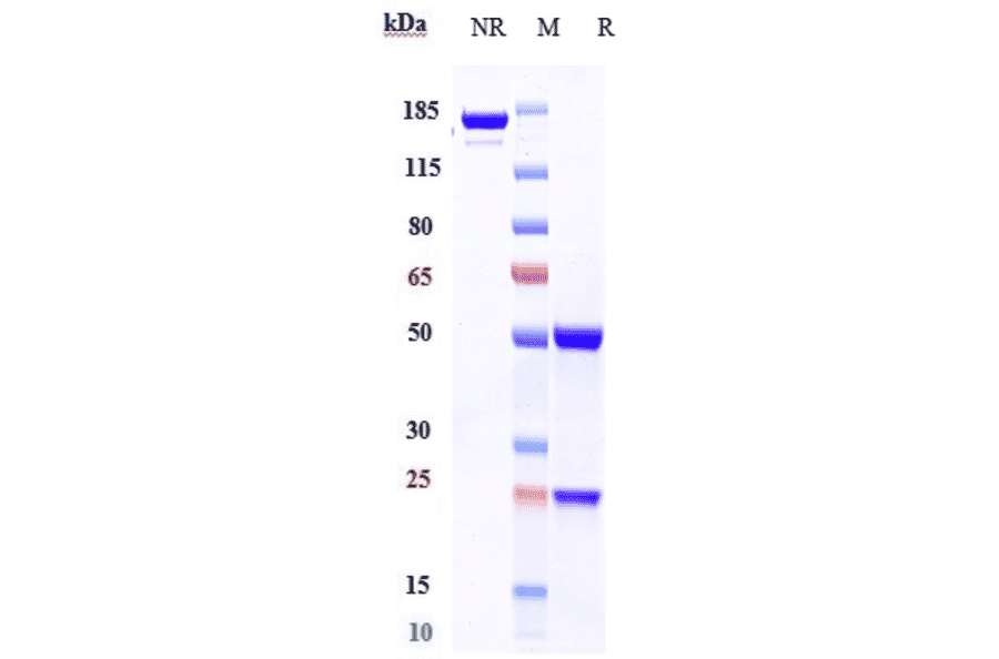 SDS-PAGE - Polatuzumab Biosimilar - Anti-CD79b Antibody - Low endotoxin, Azide free (A323672) - Antibodies.com
