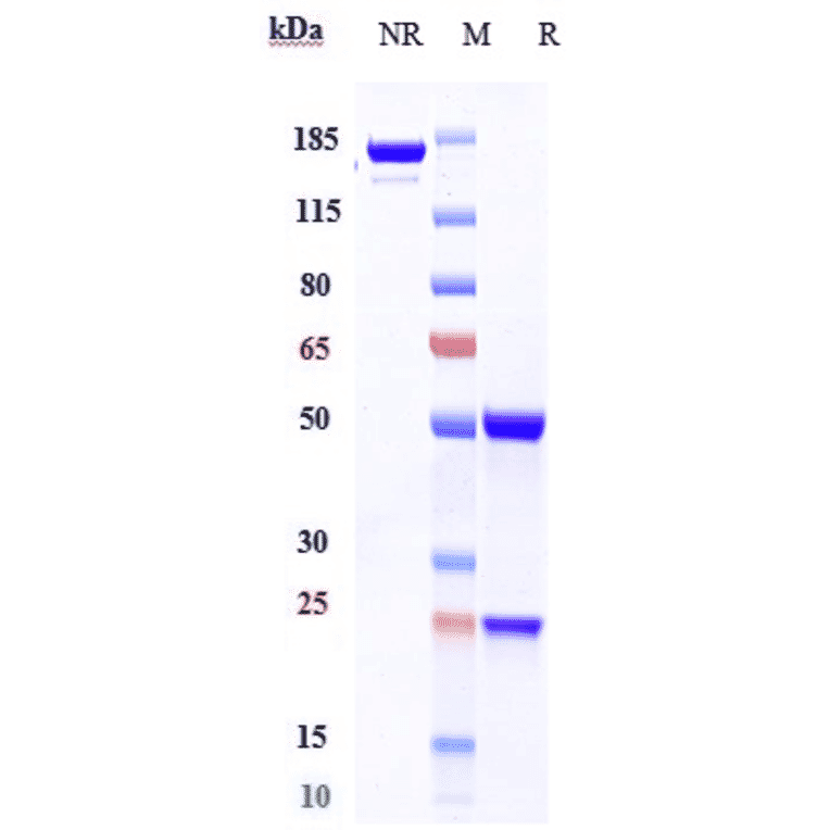 SDS-PAGE - Polatuzumab Biosimilar - Anti-CD79b Antibody - Low endotoxin, Azide free (A323672) - Antibodies.com