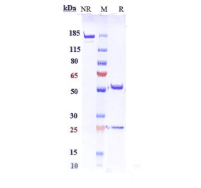 SDS-PAGE - Pozelimab Biosimilar - Anti-C5 Antibody - Low endotoxin, Azide free (A323674) - Antibodies.com