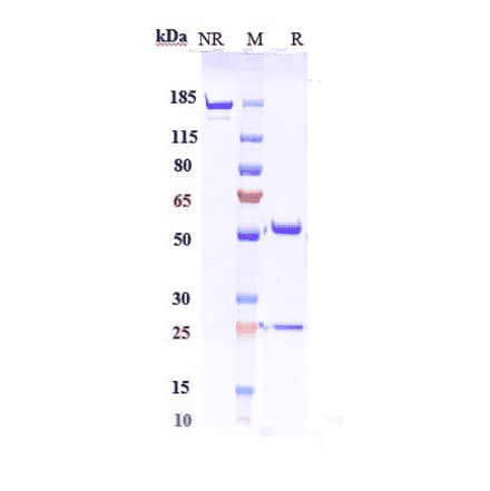SDS-PAGE - Pozelimab Biosimilar - Anti-C5 Antibody - Low endotoxin, Azide free (A323674) - Antibodies.com