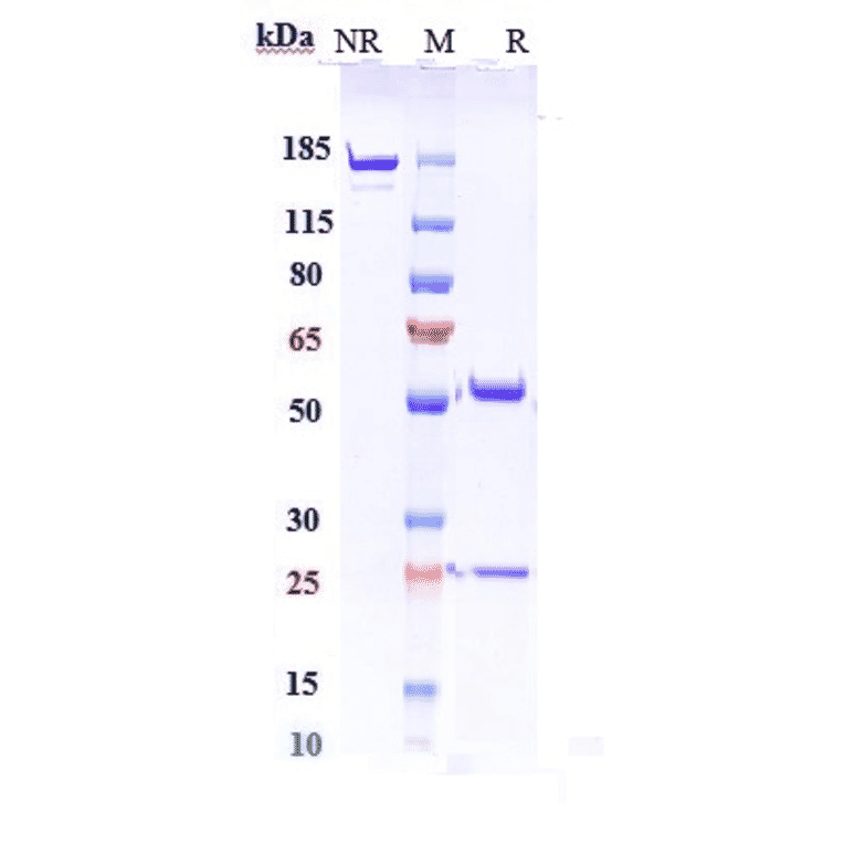 SDS-PAGE - Pozelimab Biosimilar - Anti-C5 Antibody - Low endotoxin, Azide free (A323674) - Antibodies.com