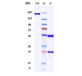 SDS-PAGE - Praluzatamab Biosimilar - Anti-CD166 Antibody - Low endotoxin, Azide free (A323677) - Antibodies.com