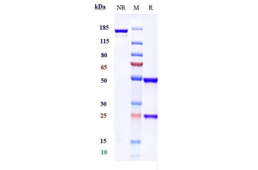 SDS-PAGE - Praluzatamab Biosimilar - Anti-CD166 Antibody - Low endotoxin, Azide free (A323677) - Antibodies.com