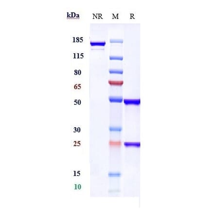 SDS-PAGE - Praluzatamab Biosimilar - Anti-CD166 Antibody - Low endotoxin, Azide free (A323677) - Antibodies.com