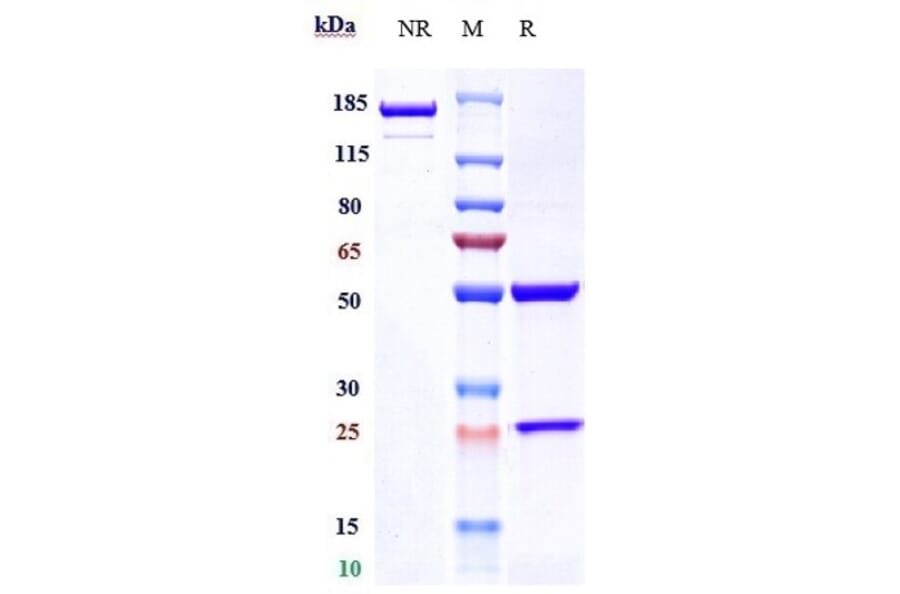 SDS-PAGE - Prasinezumab Biosimilar - Anti-alpha Synuclein Antibody - Low endotoxin, Azide free (A323678) - Antibodies.com