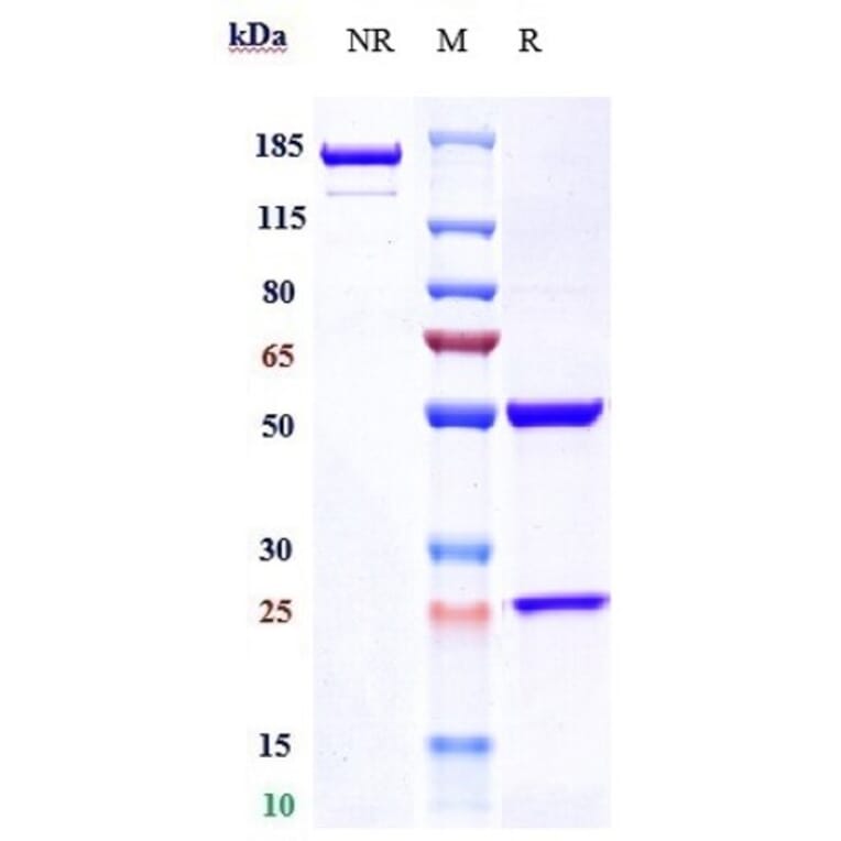 SDS-PAGE - Prasinezumab Biosimilar - Anti-alpha Synuclein Antibody - Low endotoxin, Azide free (A323678) - Antibodies.com