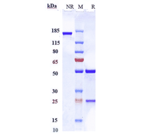 SDS-PAGE - Prolgolimab Biosimilar - Anti-PD1 Antibody - Low endotoxin, Azide free (A323681) - Antibodies.com