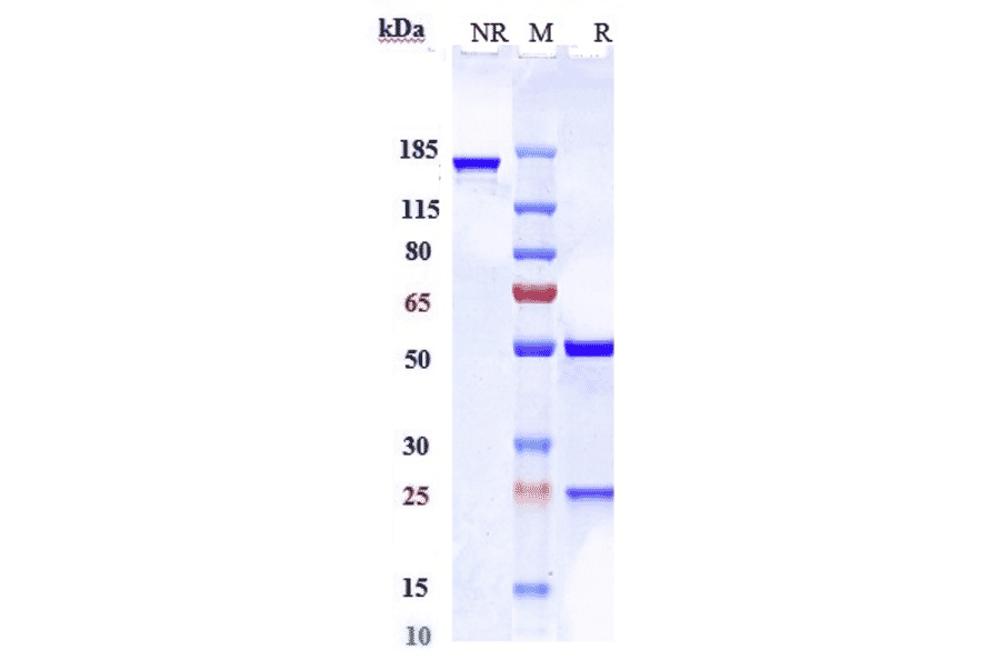 SDS-PAGE - Prolgolimab Biosimilar - Anti-PD1 Antibody - Low endotoxin, Azide free (A323681) - Antibodies.com
