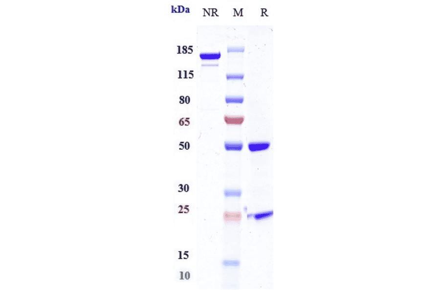 SDS-PAGE - Quavonlimab Biosimilar - Anti-CTLA4 Antibody - Low endotoxin, Azide free (A323682) - Antibodies.com