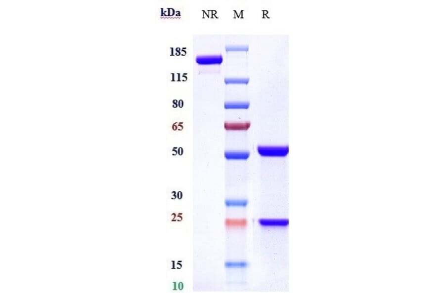 SDS-PAGE - Quetmolimab Biosimilar - Anti-CX3CL1 Antibody - Low endotoxin, Azide free (A323683) - Antibodies.com