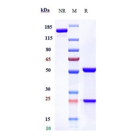 SDS-PAGE - Quetmolimab Biosimilar - Anti-CX3CL1 Antibody - Low endotoxin, Azide free (A323683) - Antibodies.com